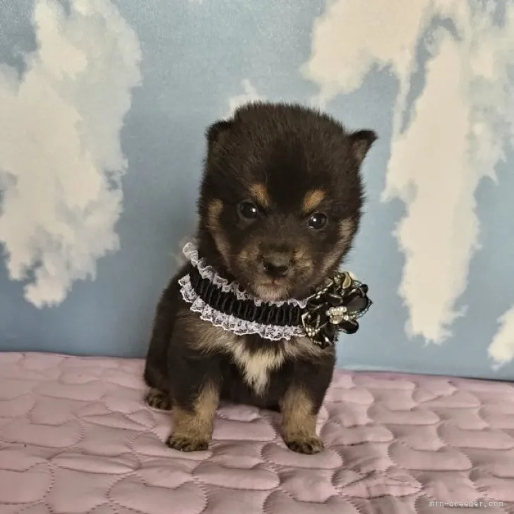 ID：2307-05000の子犬