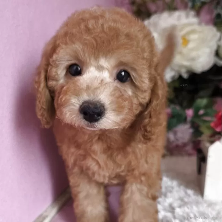 ID：2505-02565の子犬