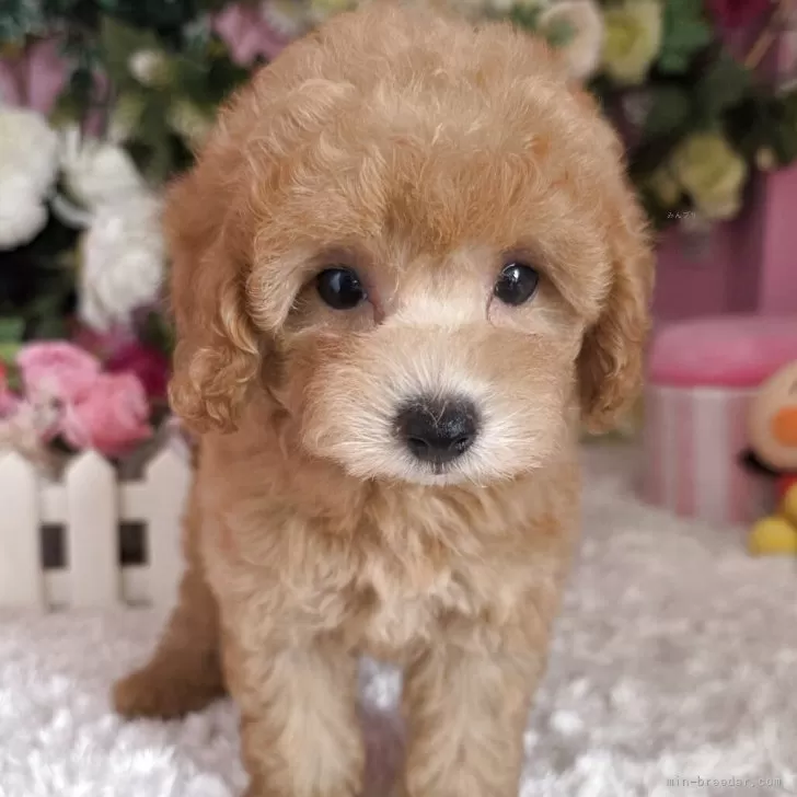 ID:2505-05535の子犬