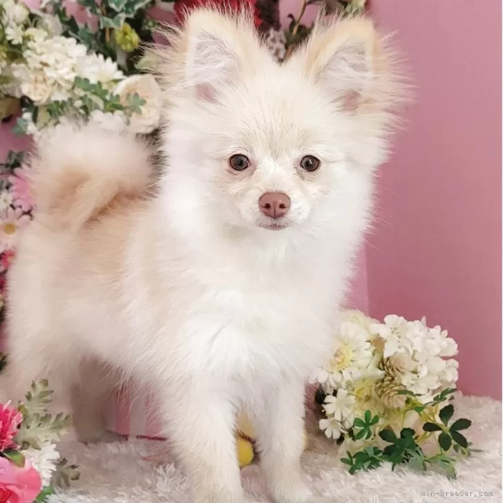 ID:2412-05291の子犬