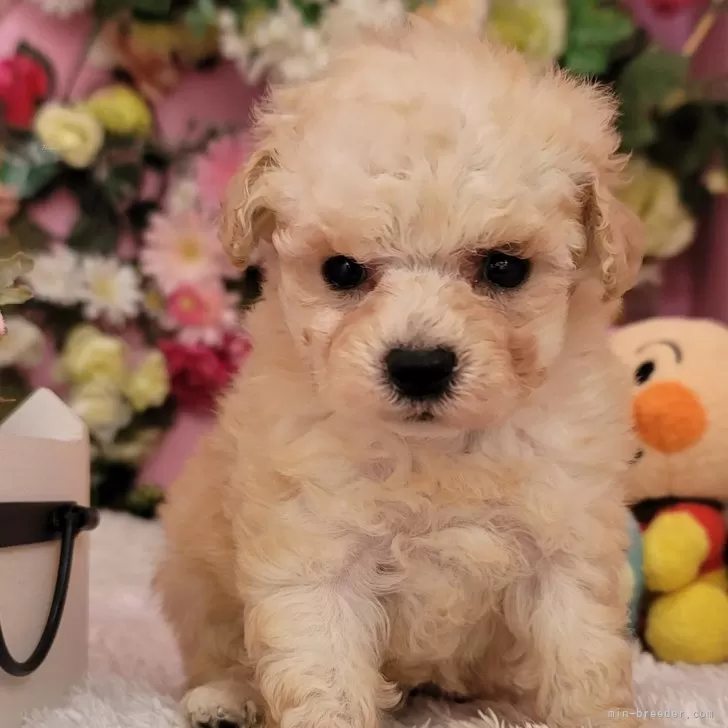 ID：2503-00771の子犬