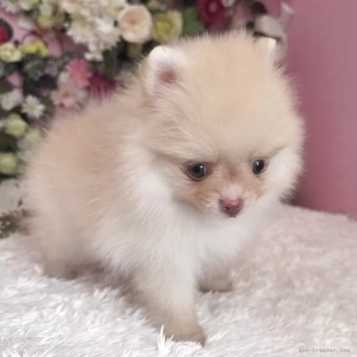 ID：2506-00248の子犬