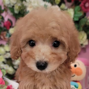 トイプードル(トイ)【大阪府・男の子・2024年12月6日・レッド】の写真「可愛い短足くんです」