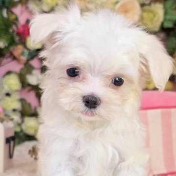 マルチーズ【大阪府・男の子・2025年9月7日・ホワイト】の写真「小降りで短足な男の子」