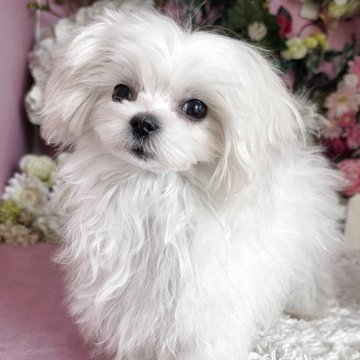 マルチーズ【大阪府・女の子・2025年8月3日・ホワイト】の写真「良血統の小降りな可愛い女の子」