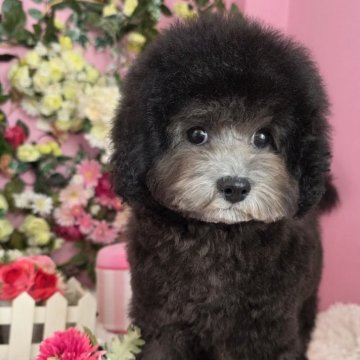 トイプードル(トイ)【大阪府・女の子・2025年9月3日・シルバー】の写真「可愛い女の子」