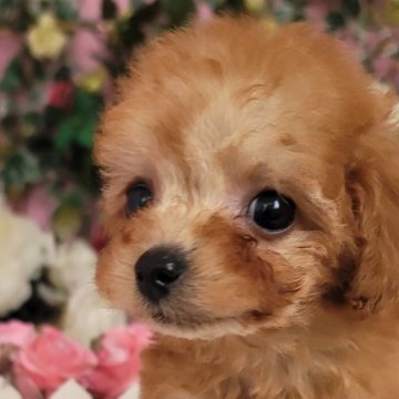 トイプードル(トイ)【大阪府・女の子・2024年12月6日・レッド】の写真「可愛い女の子」