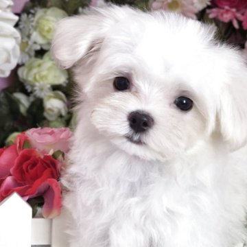マルチーズ【大阪府・男の子・2025年9月7日・ホワイト】の写真「小降りで短足な男の子」