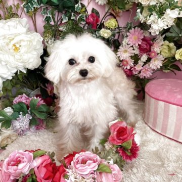 マルプー(マルチーズ×トイプードル)【大阪府・男の子・2024年7月23日・ホワイト】の写真「小降りで可愛い男の子」