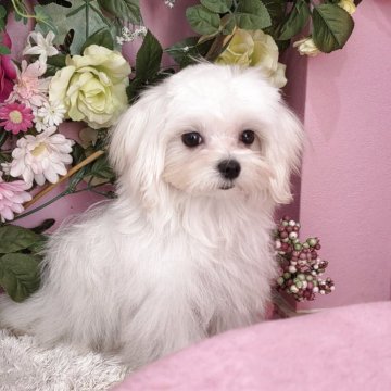 マルチーズ【大阪府・女の子・2025年8月3日・ホワイト】の写真「良血統の可愛い女の子」