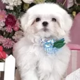 マルチーズ
