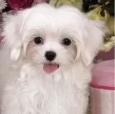 マルチーズ