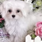 マルチーズ