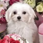 マルチーズ【大阪府・女の子・2025年8月3日・ホワイト】の写真1