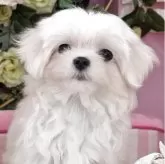 マルチーズ