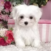 マルチーズ