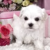 マルチーズ