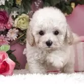 トイプードル(トイ)【大阪府・女の子・2025年8月14日・クリーム】の写真2