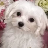 マルチーズ【大阪府・女の子・2025年8月3日・ホワイト】の写真3