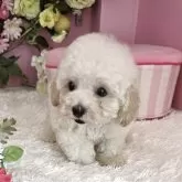 トイプードル(トイ)【大阪府・女の子・2025年8月14日・クリーム】の写真5