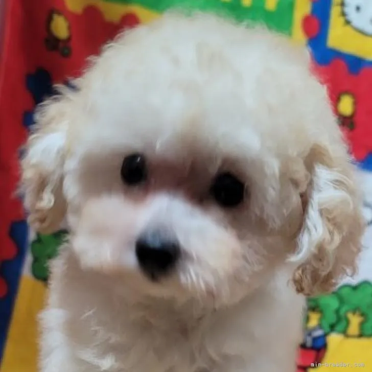 ID:2208-02224の子犬