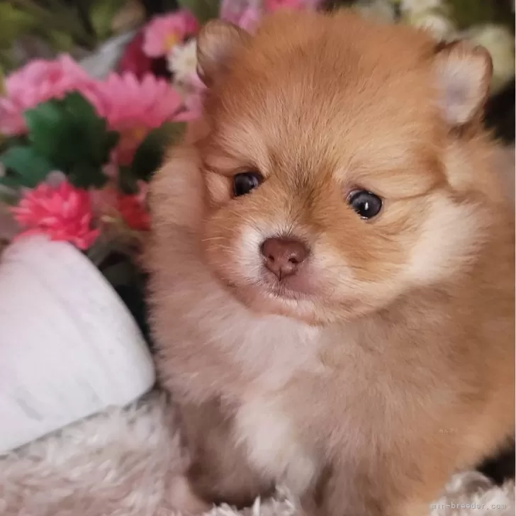 ID:2405-00655の子犬