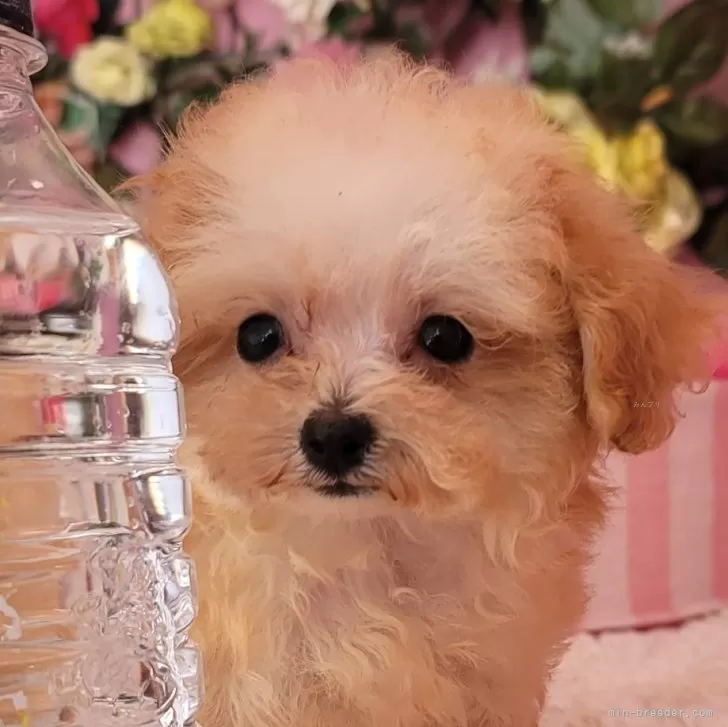 ID:2409-05882の子犬