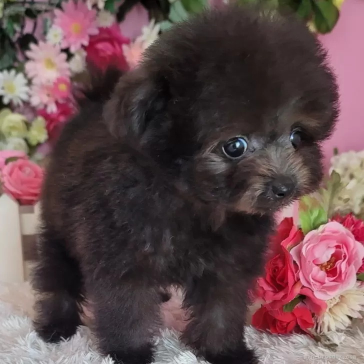 K.S 様のお迎えした子犬