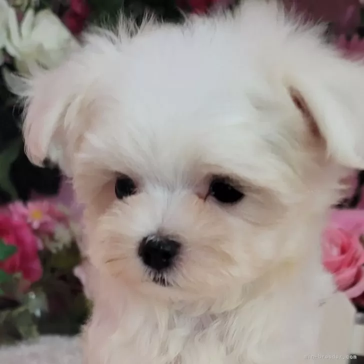 ID：2405-06166の子犬