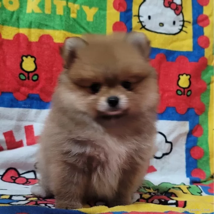 ID：2405-00634の子犬
