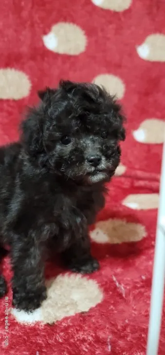 ID:2203-02995の子犬