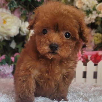 トイプードル(ティーカップ)【大阪府・女の子・2024年3月29日・レッド】の写真「小さな仔ですが、ご飯もしっかり食べて元気一杯です」