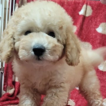 トイプードル(トイ)【大阪府・男の子・2022年12月9日・クリーム】の写真「しっかりしたサイズなので初めて方でも安心です」