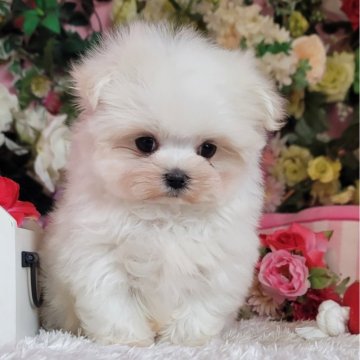 マルチーズ【大阪府・男の子・2023年11月10日・ホワイト】の写真「毛量しっかりおっとりした性格の男の子」