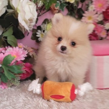 ポメラニアン【大阪府・男の子・2023年7月28日・クリーム】の写真「毛量しっかりの可愛い男の子」