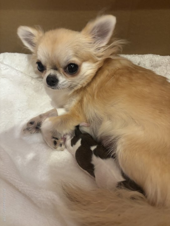 根津治代ブリーダーのブログ：木の子ちゃん出産しました💕