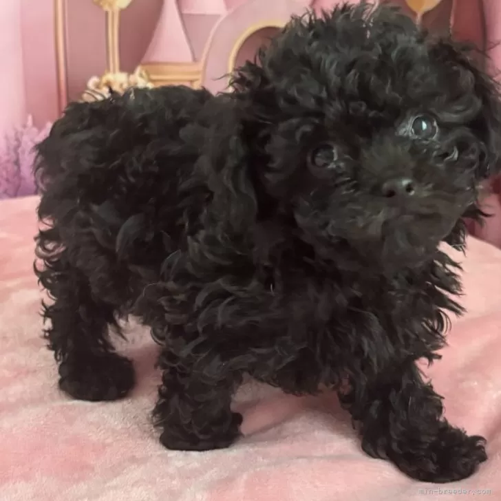 ID：2502-03316の子犬