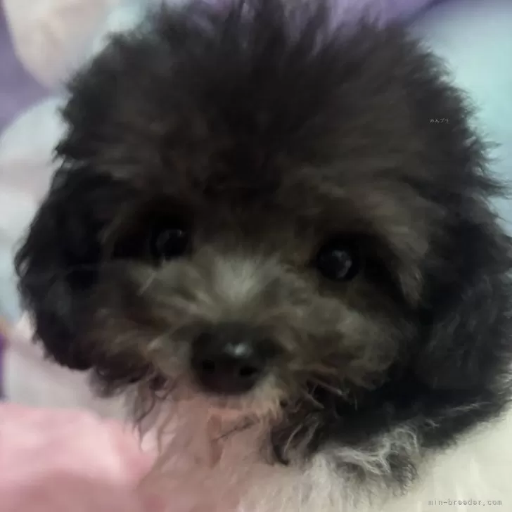 ID:2412-01374の子犬