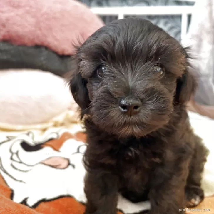 ID：2508-01272の子犬