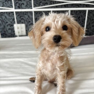 シュナプー(ミニチュアシュナウザー×トイプードル)【神奈川県・男の子・2025年5月14日・ゴールド】の写真「1.7㌔極小シュナプー」