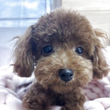 トイプードル(ティーカップ)【神奈川県・男の子・2025年7月15日・レッド】の写真「短胴短足ミニサイズ♡」