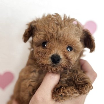 トイプードル(ティーカップ)【神奈川県・男の子・2025年5月4日・レッド】の写真「激かわ童顔くん♡」