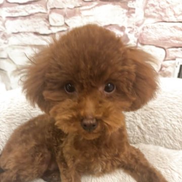 タイニープードル【神奈川県・女の子・2025年7月15日・レッド】の写真「短胴短足ミニサイズ♡」