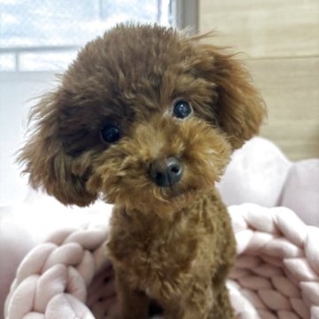 トイプードル(タイニー)【神奈川県・女の子・2025年7月15日・レッド】の写真「短胴短足ミニサイズ♡」