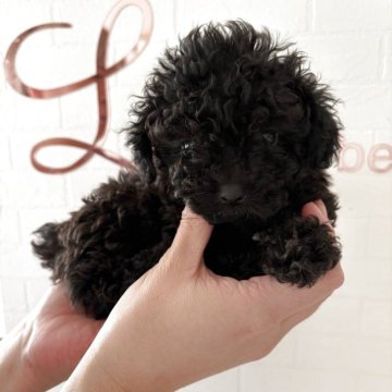 トイプードル(ティーカップ)【神奈川県・男の子・2025年10月19日・ブラック】の写真「すっごい身詰まり♡」