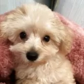ティーカッププードル