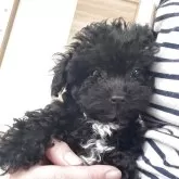 ティーカッププードル