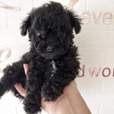 トイプードル(ティーカップ)