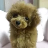 ティーカッププードル