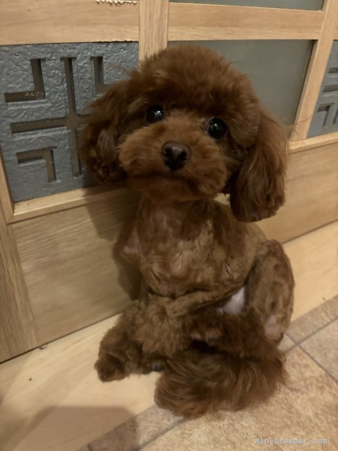 ティーカッププードル【・女の子・2023年9月8日・レッド】